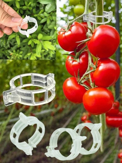 Clip tomate