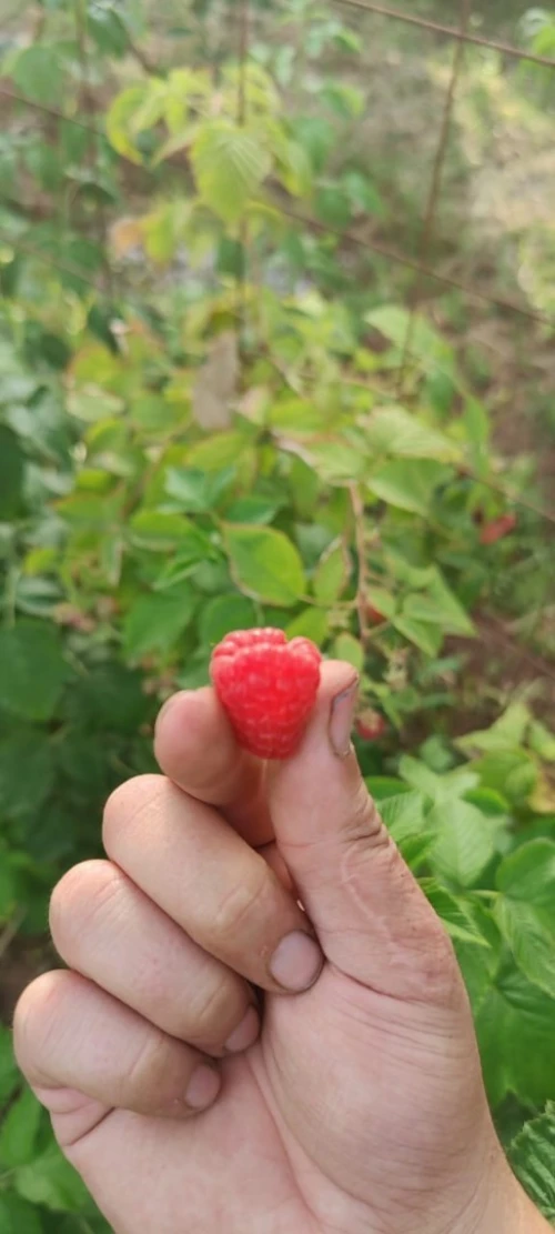 Framboisier importation 33 variété 