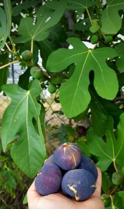 Figuier Dina Garden أشجار التين 
