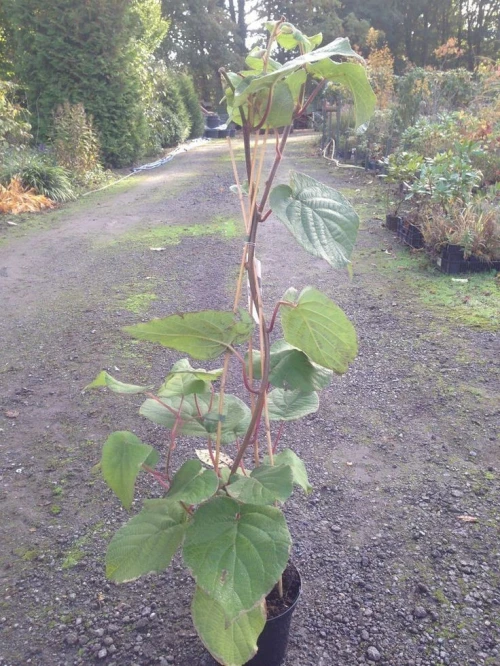 Kiwi ACTINIDIA CHINENSIS JENNY 