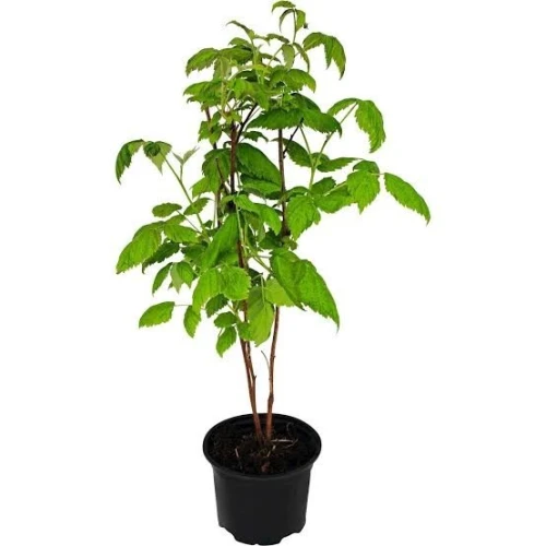 Framboisier importation 33 variété 