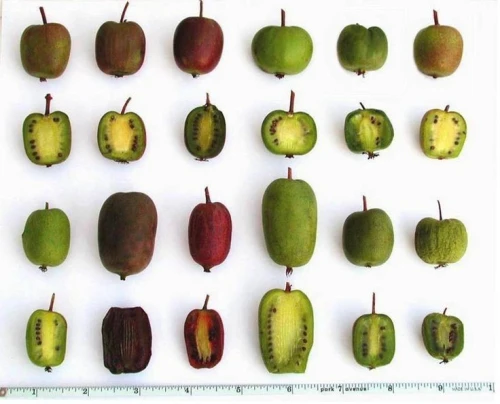 Kiwi ACTINIDIA CHINENSIS JENNY 