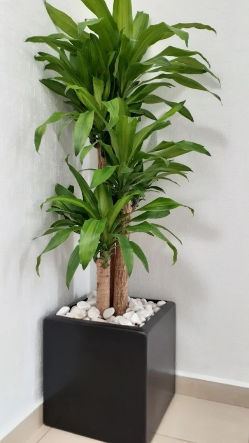 Pot de fleur Extérieur/Intérieur 
