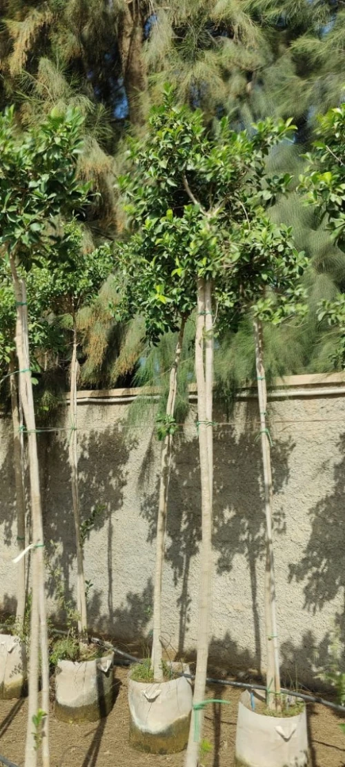 Ficus Dina Garden importation 