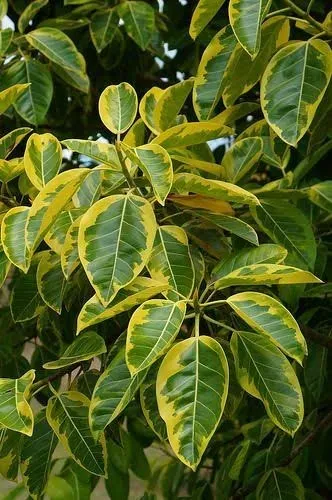 Ficus Dina Garden importation 