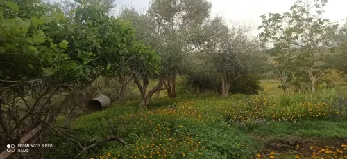Vente Terrain Jijel Kaous