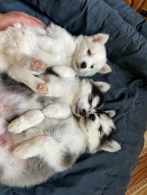 Husky