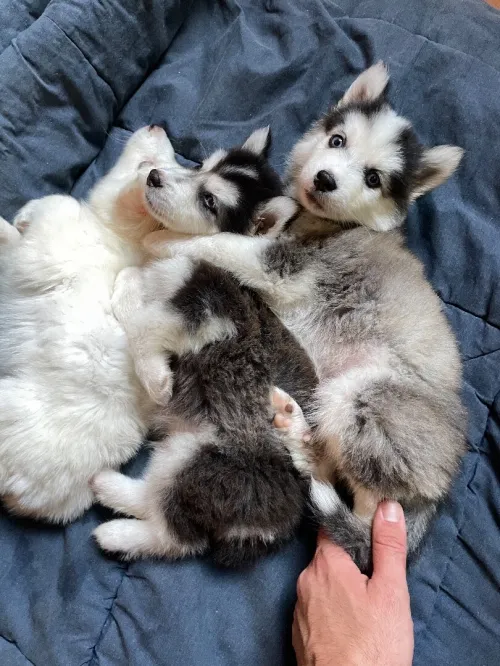 Husky