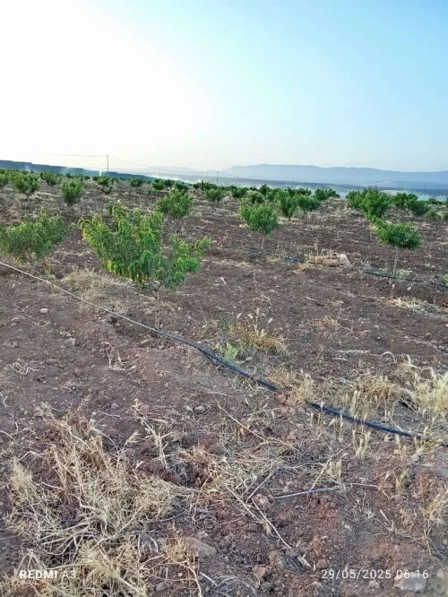 Vente Terrain Agricole Tlemcen Tlemcen