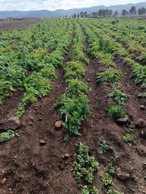 Vente Terrain Agricole Tlemcen Tianet
