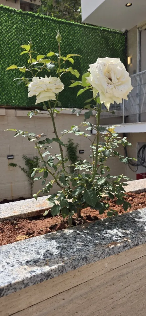 Vente Appartement F5 Alger Mahelma