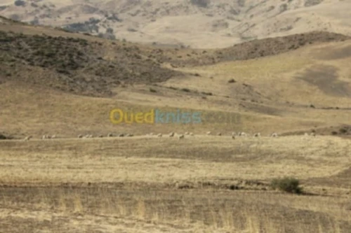 Vente Terrain Agricole Béjaïa Draa el kaid