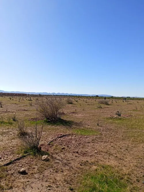 Vente Terrain Djelfa Ain oussara