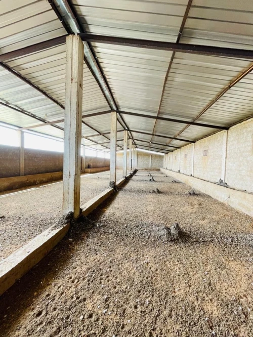 Vente Terrain Agricole Naâma Mecheria 5