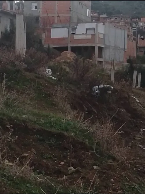 Vente Terrain Blida Djebara