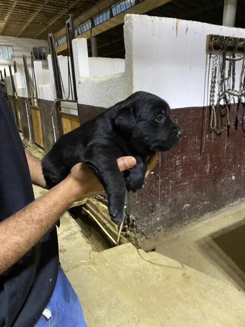 Labrador