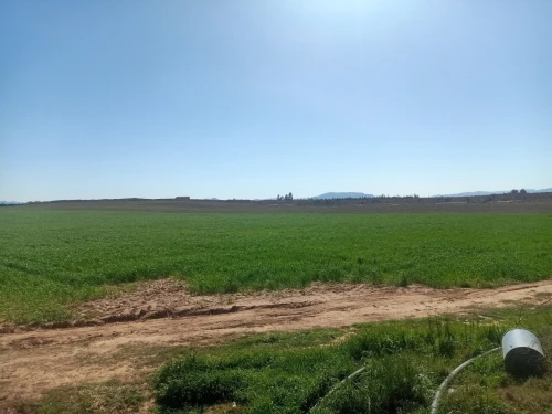 Vente Terrain Agricole Tlemcen Maghnia