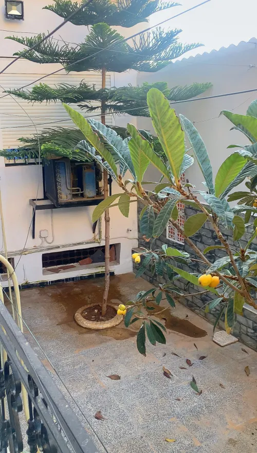 Vente Villa Tlemcen Nedroma