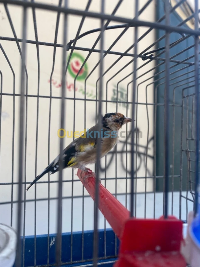 مقنين للبيع مال عمر تاعو 5 اشهر
