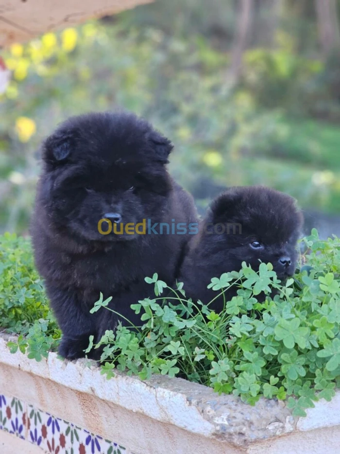 CHOW CHOW شاو شاو
