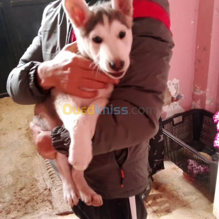 A vendre chien hasky sebere