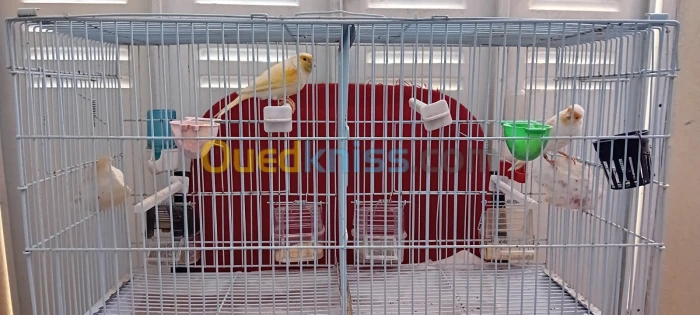 CANARIES DE RACE 