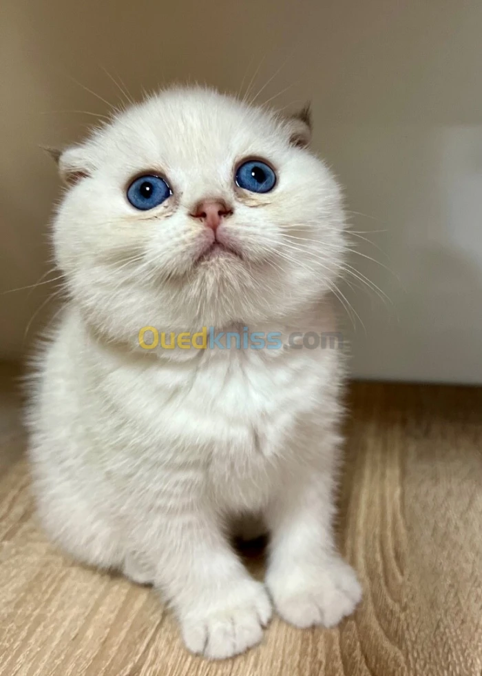 Chat scottish fold et scottish strait