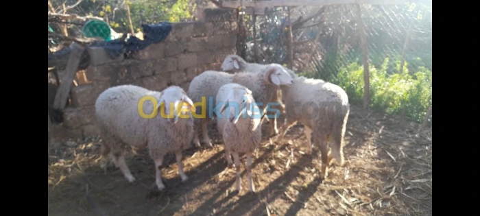 خمسة خرفان للبيع بني سنوس