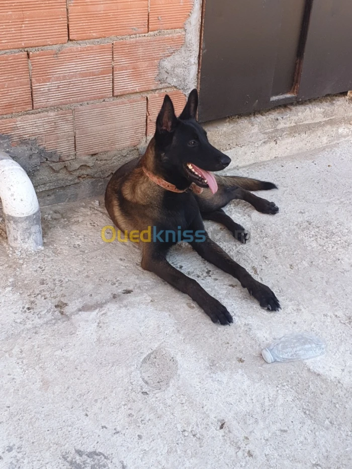 Malinois charbonée