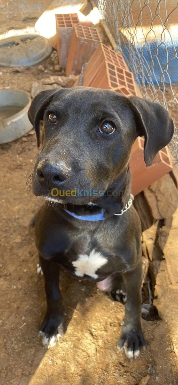 Pit bull بيتبول