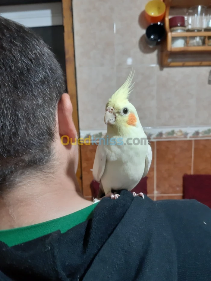 Calopsit lutino EMO dressé 