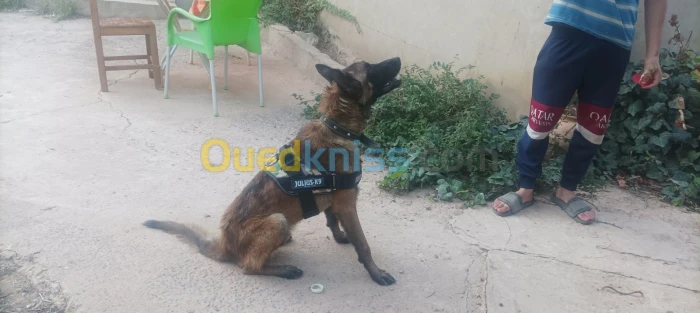 Chien malinois
