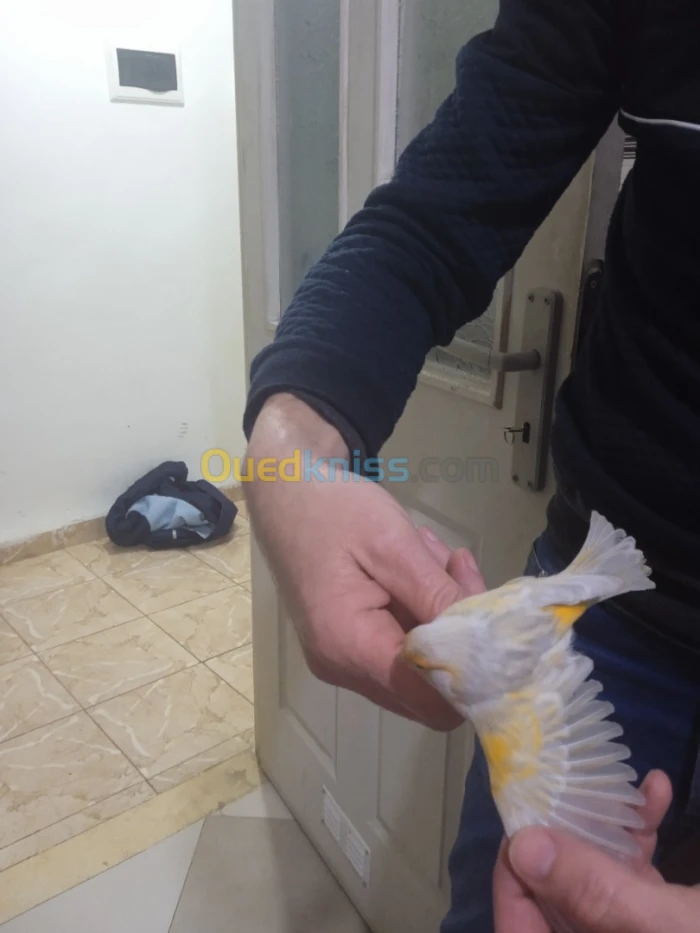 j'ai deux canaris femelles de 3ans de race AGATE MOZAIQUE