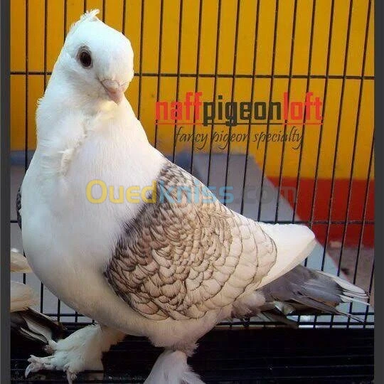 PIGEONS SATINETTE