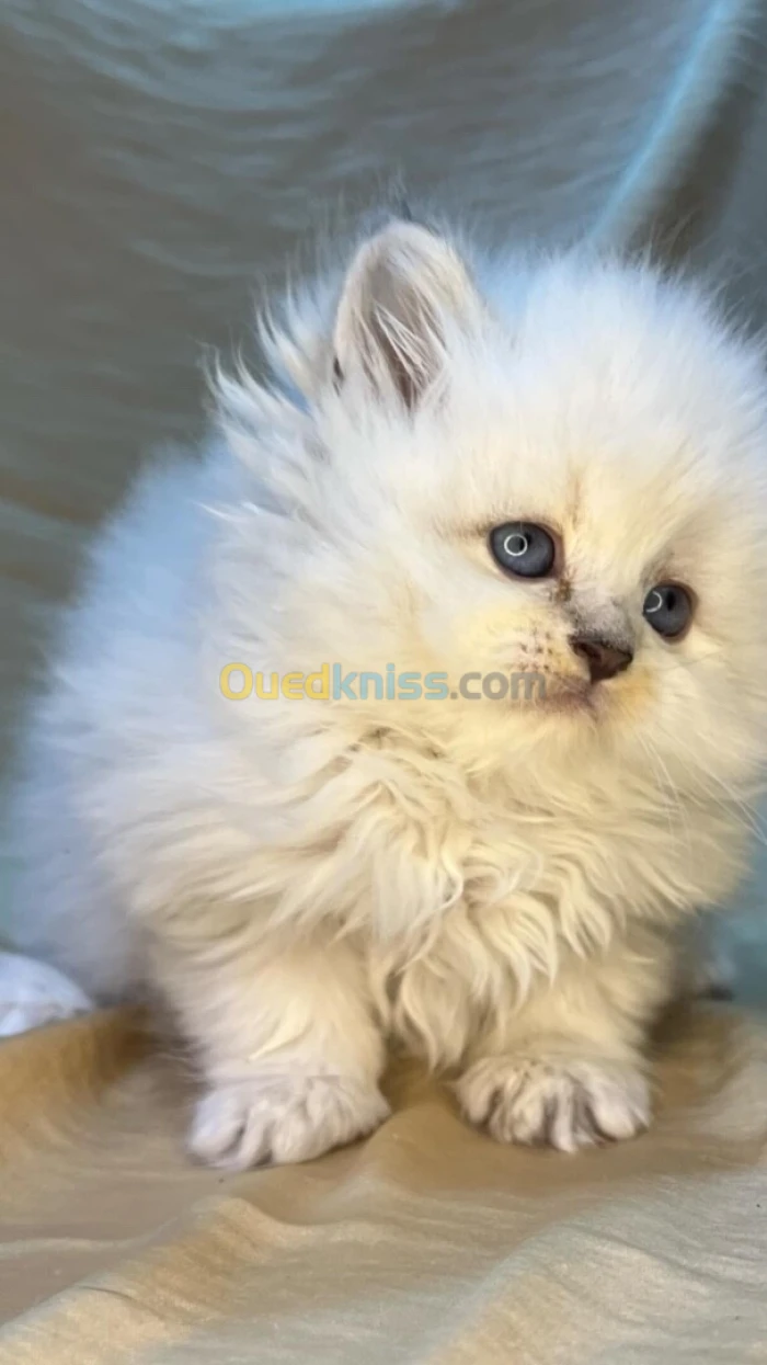 Chat persan قط برسون - chat, british - british, fold