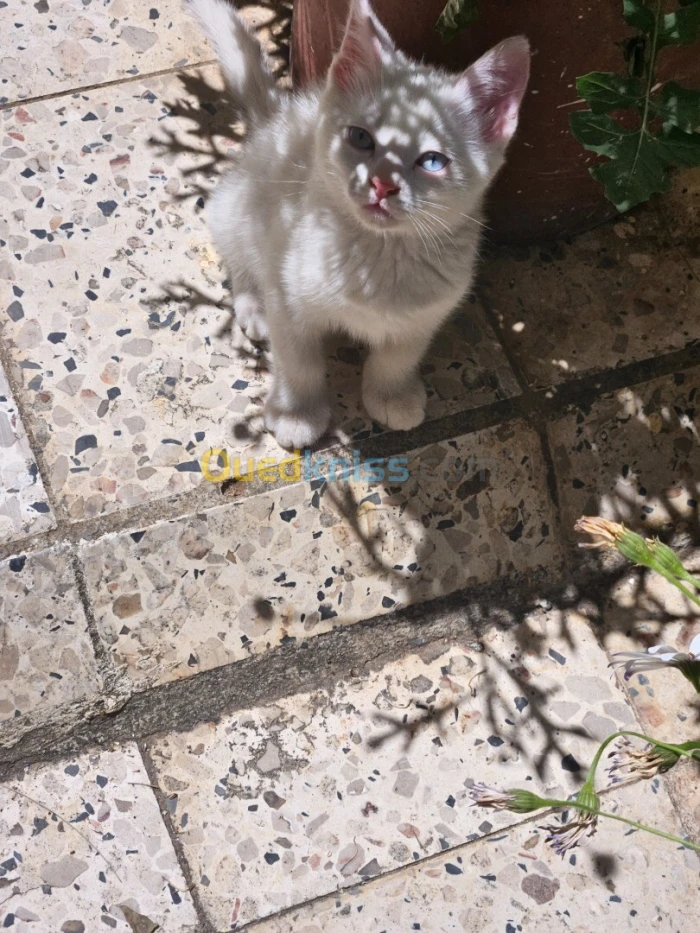 Persan x chat nrml