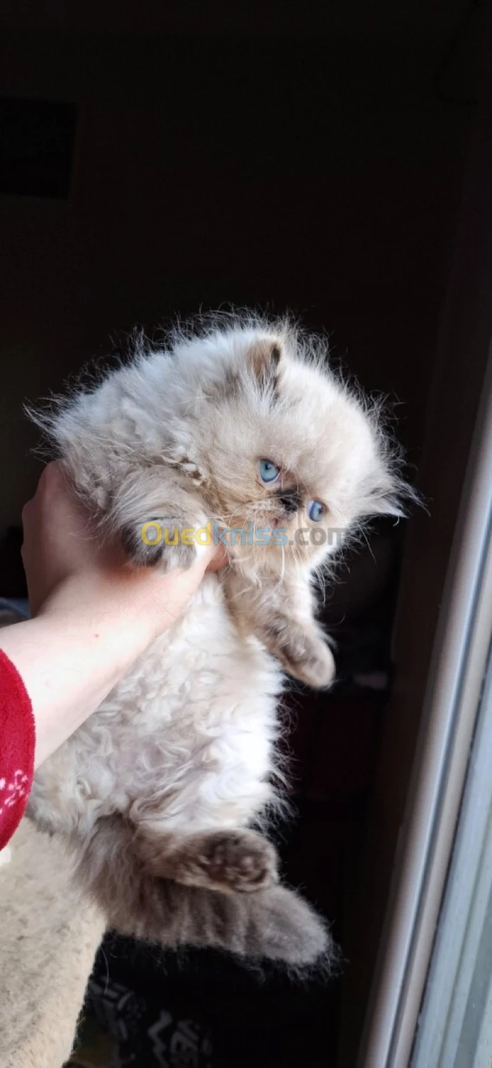 Persan peke face