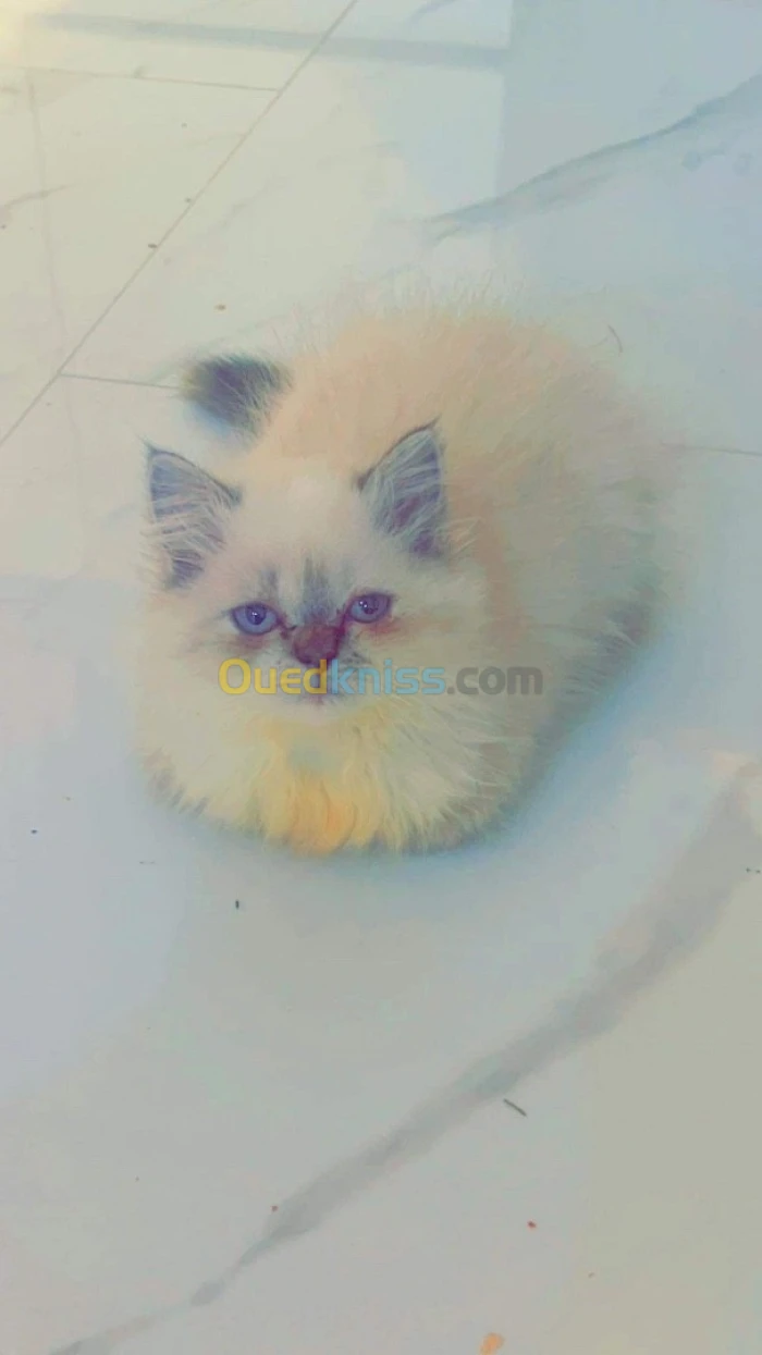 Chats himalayens