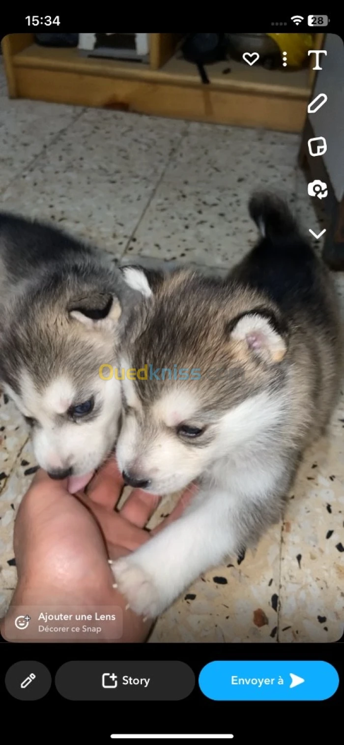 Chiots husky a vendre