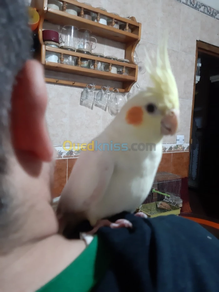 Calopsit dressé Lutinos Emo
