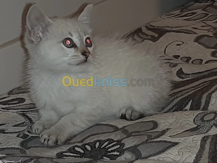 قطة سياموا شهرين من العمر 