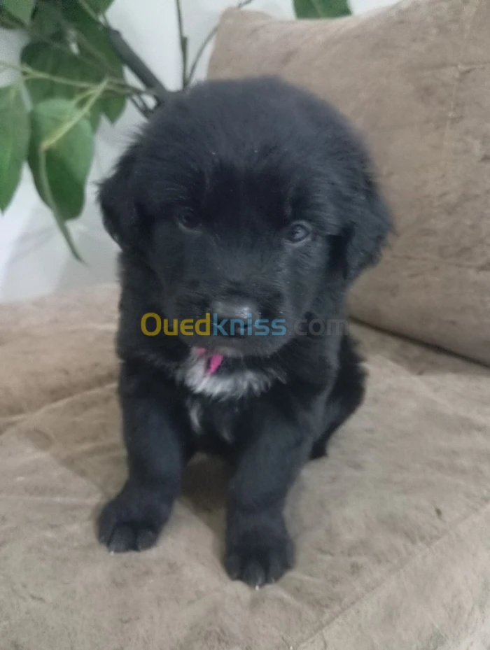 deux chiots golden retriever