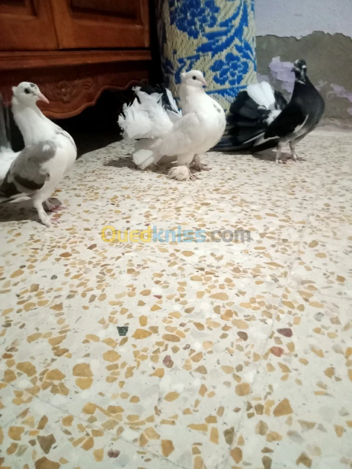 الشهبونية ولاية المدية