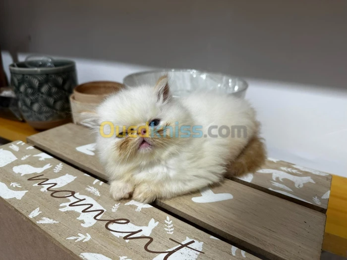 chat persan himalayen