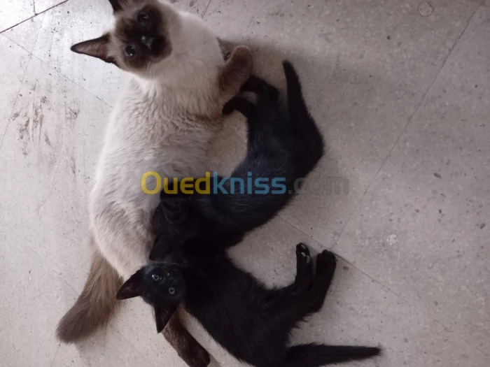Chatons noir issu d'une siamois 