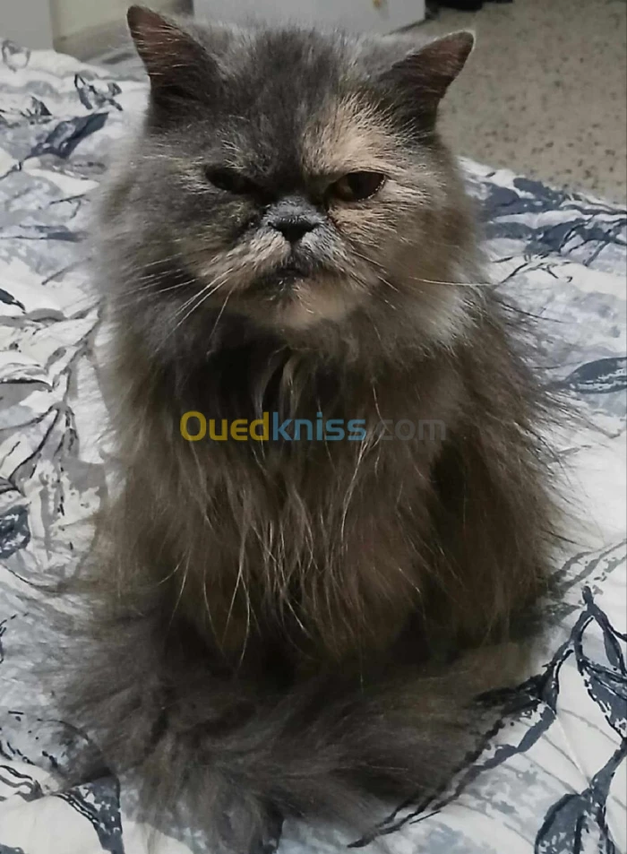 Chatte persian pure , قطة فارسية نقية