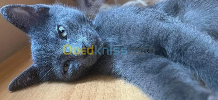 Chaton bleue russe