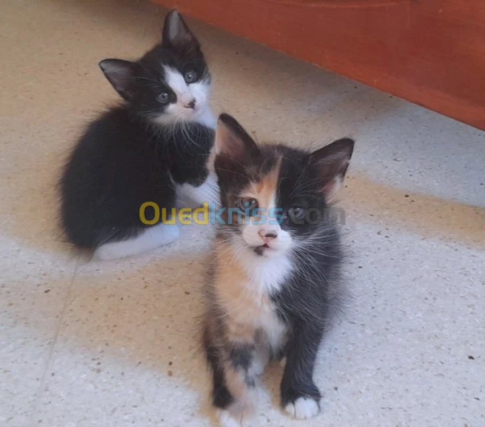 Chatons à l adoption