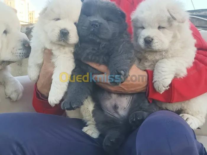 ChoW chow 