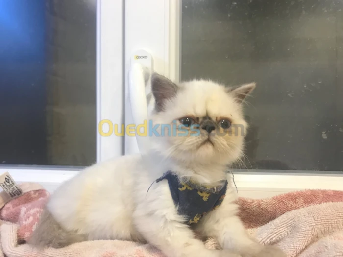 Chat Persan Himalayan 